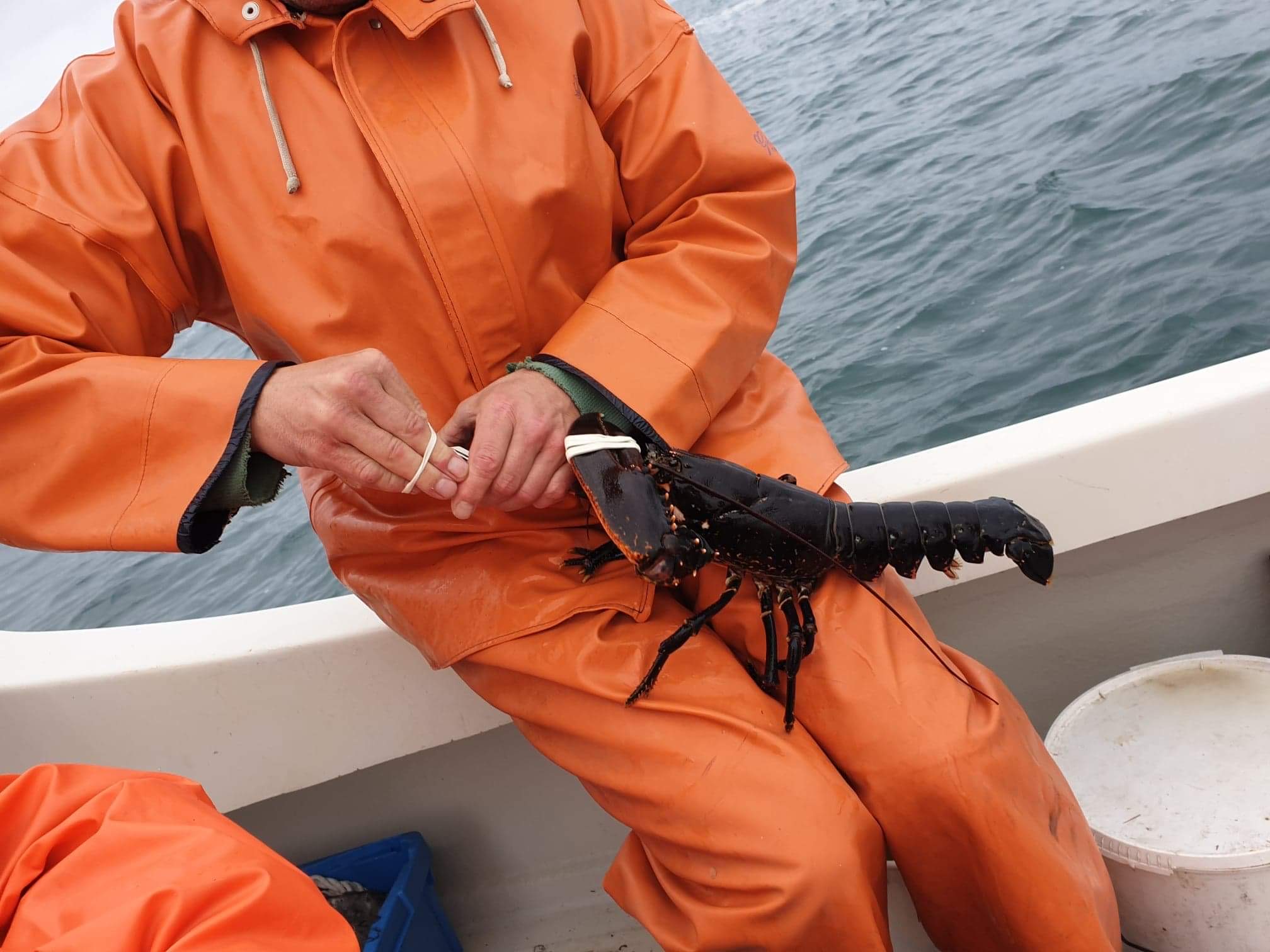 Har du sett hummerfiske på riktigt?