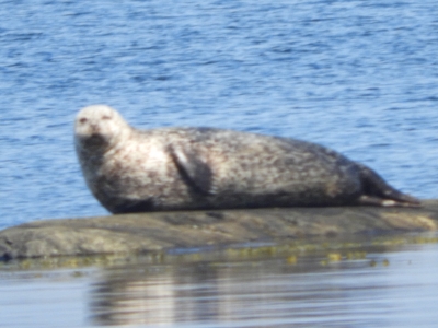 RSCN6196