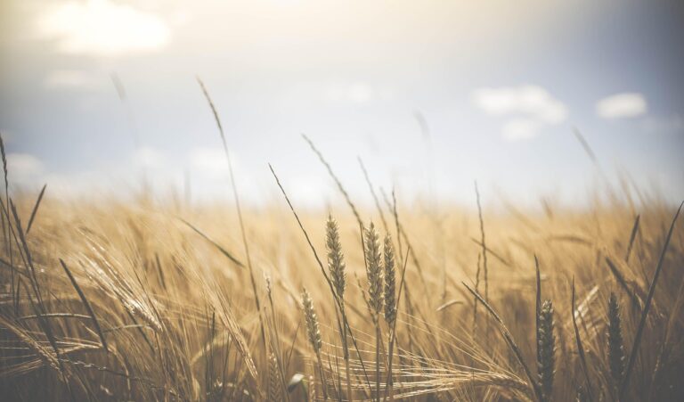 wheat, wheat crops, barley, crops, cereals, food, grains, barley field, staple food, carbohydrates, arable, field, grass, wheat field, arable land, agriculture, farm, farming, cultivation, nature, landscape, rural, countryside, farmland, growth, harvest, summer, wheat, wheat, wheat, wheat, wheat, food, food, food, food, field, field, field, wheat field, wheat field, agriculture, agriculture, farm, farm, farm, farm, farming, harvest, harvest, harvest
